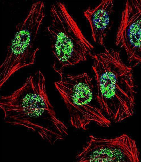 Anti-NANOG (N-term) Antibody