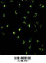Anti-NANOG (Center) Antibody