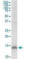 Anti-CRIPT Antibody