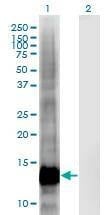 Anti-CRIPT Antibody