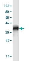 Anti-CRIPT Antibody
