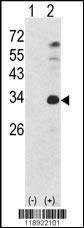 Anti-NANOG (S285) Antibody