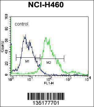 Anti-BEND4 (N-term) Antibody