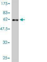 Anti-CRSP9 Antibody