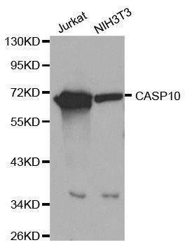 Anti-CASP10 Antibody