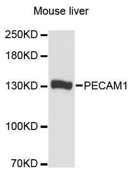 Anti-PECAM1 Antibody
