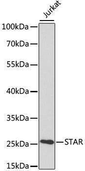 Anti-STAR Antibody
