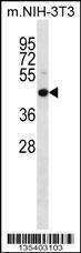 Anti-Map2k4 (C-term) Antibody