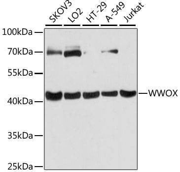 Anti-WWOX Antibody