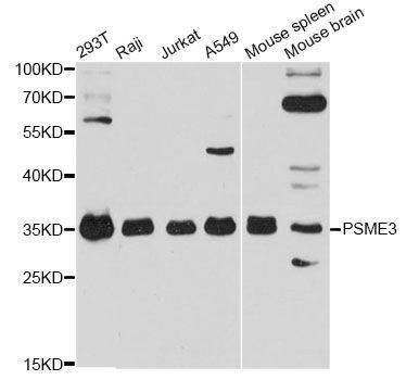Anti-PSME3 Antibody