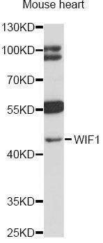 Anti-WIF1 Antibody