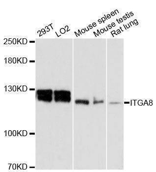 Anti-ITGA8 Antibody