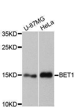 Anti-BET1 Antibody
