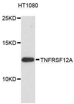 Anti-TNFRSF12A Antibody