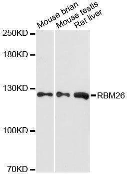 Anti-RBM26 Antibody