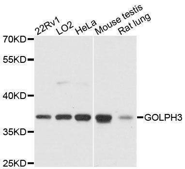 Anti-GOLPH3 Antibody