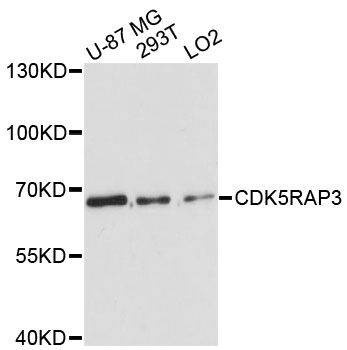 Anti-CDK5RAP3 Antibody