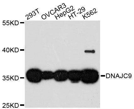 Anti-DNAJC9 Antibody