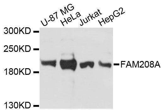Anti-FAM208A Antibody