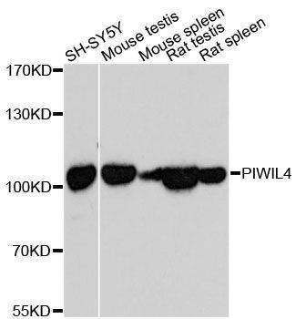Anti-PIWIL4 Antibody
