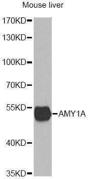 Anti-AMY1A Antibody