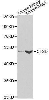 Anti-CTSD Antibody