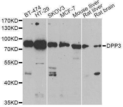Anti-DPP3 Antibody