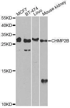 Anti-CHMP2B Antibody