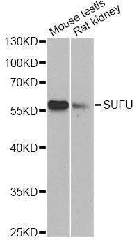 Anti-SUFU Antibody