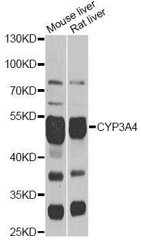 Anti-CYP3A4 Antibody