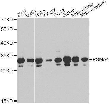 Anti-PSMA4 Antibody