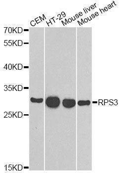 Anti-RPS3 Antibody