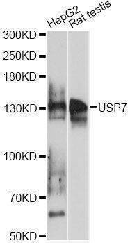 Anti-USP7 Antibody