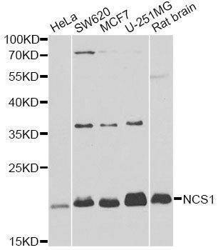 Anti-NCS1 Antibody
