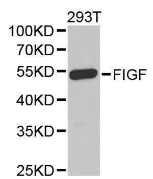 Anti-VEGFD Antibody