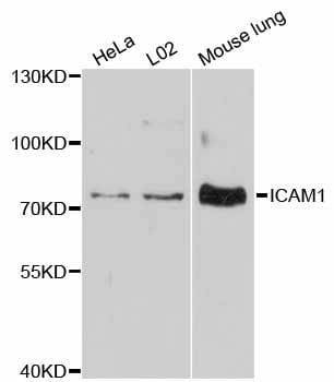 Anti-ICAM1 Antibody