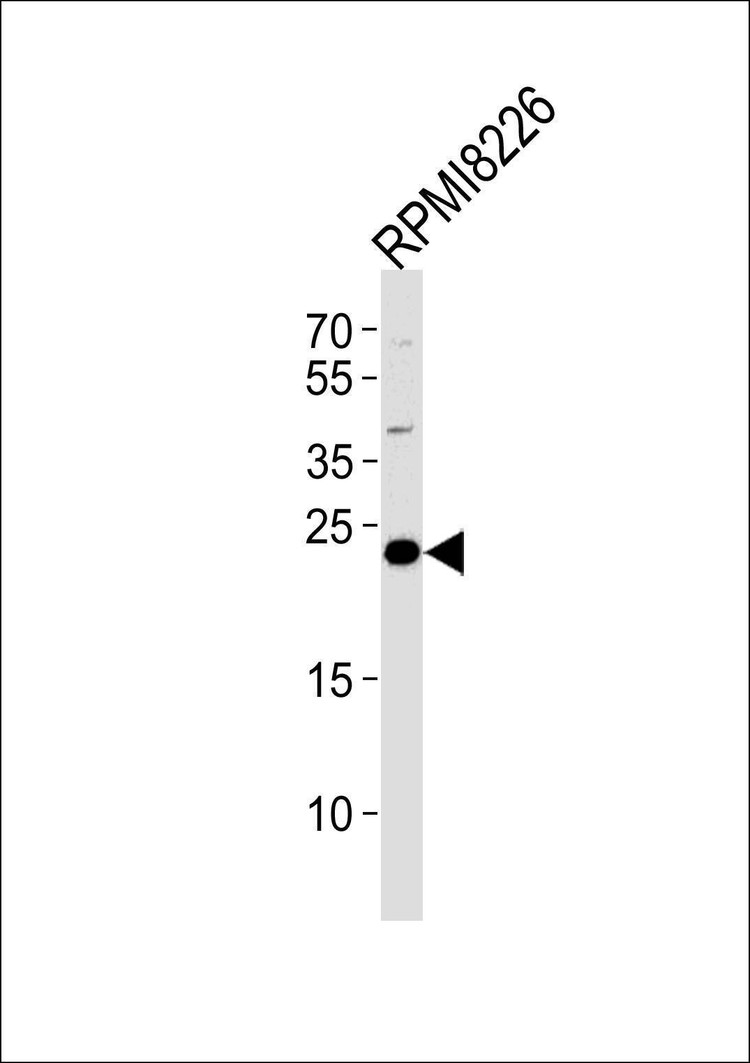 Anti-CD3G (N-term) Antibody