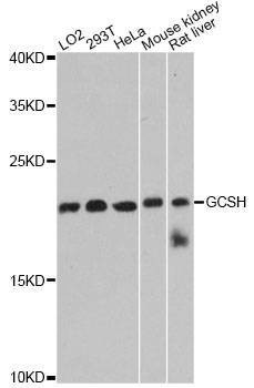 Anti-GCSH Antibody