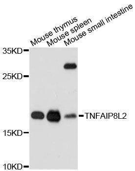Anti-TNFAIP8L2 Antibody