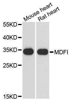 Anti-MDFI Antibody