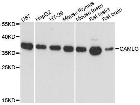 Anti-CAMLG Antibody