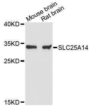 Anti-SLC25A14 Antibody