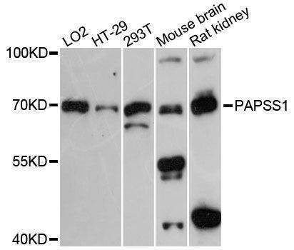 Anti-PAPSS1 Antibody