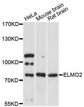Anti-ELMO2 Antibody