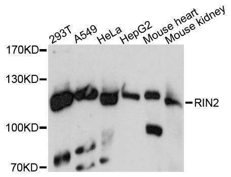 Anti-RIN2 Antibody