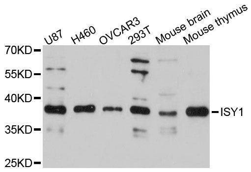 Anti-ISY1 Antibody