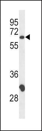 Anti-CD4 (N-term) Antibody