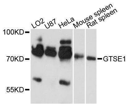 Anti-GTSE1 Antibody