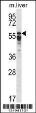 Anti-Mouse PPP2R5A (C-term) Antibody
