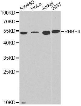Anti-RBBP4 Antibody